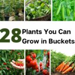 Plants You Can Grow in Buckets