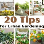 Tips for Urban Gardening