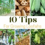 tips for growing loofah