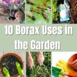 Borax Uses in the Garden