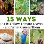 ways to fix yellow tomato leaves and what causes them