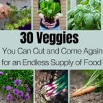 Veggies You Can Cut and Come Again for an Endless Supply of Food