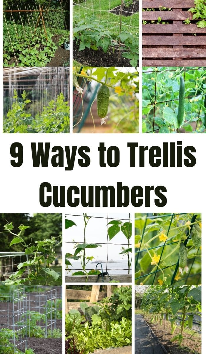 9 Ways to Trellis Cucumbers