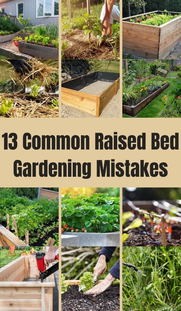 Common Raised Bed Gardening Mistakes