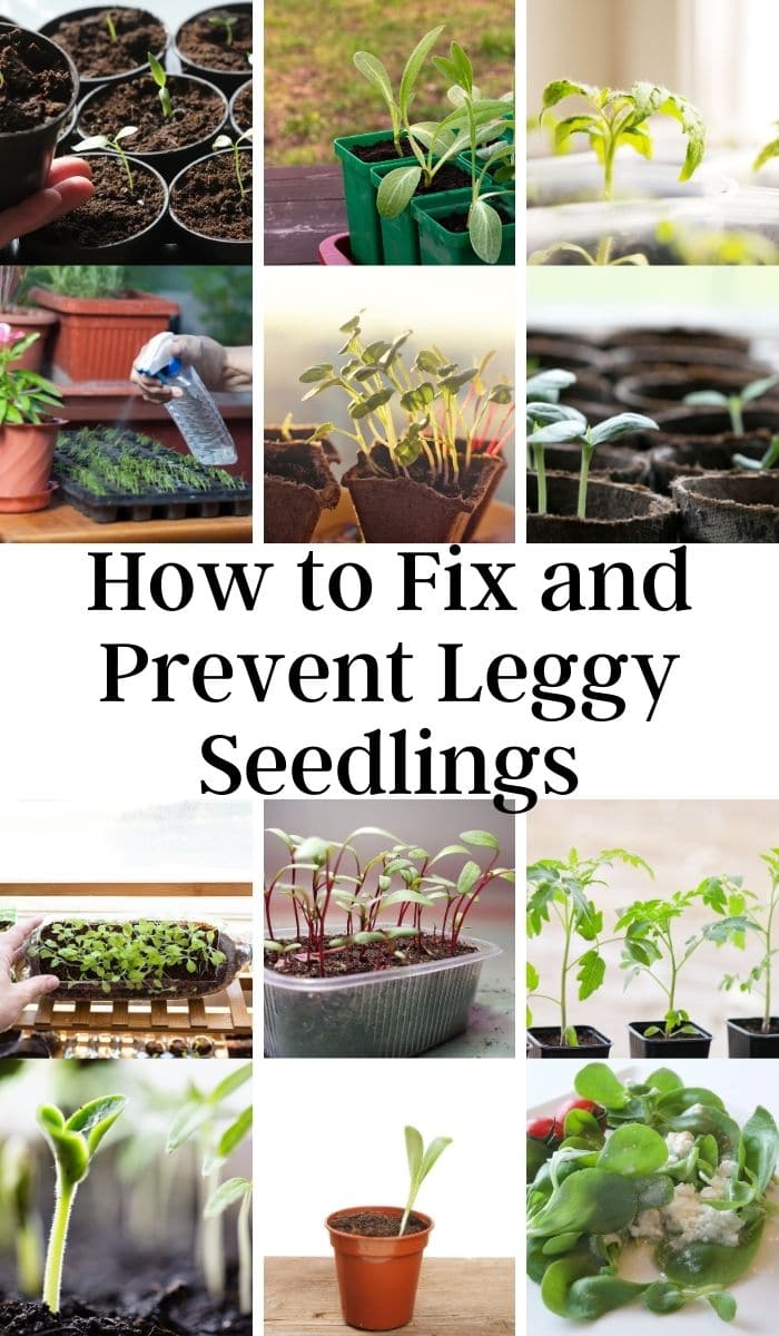 How to Fix and Prevent Leggy Seedlings