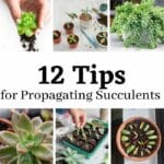 tips for propagating succulents