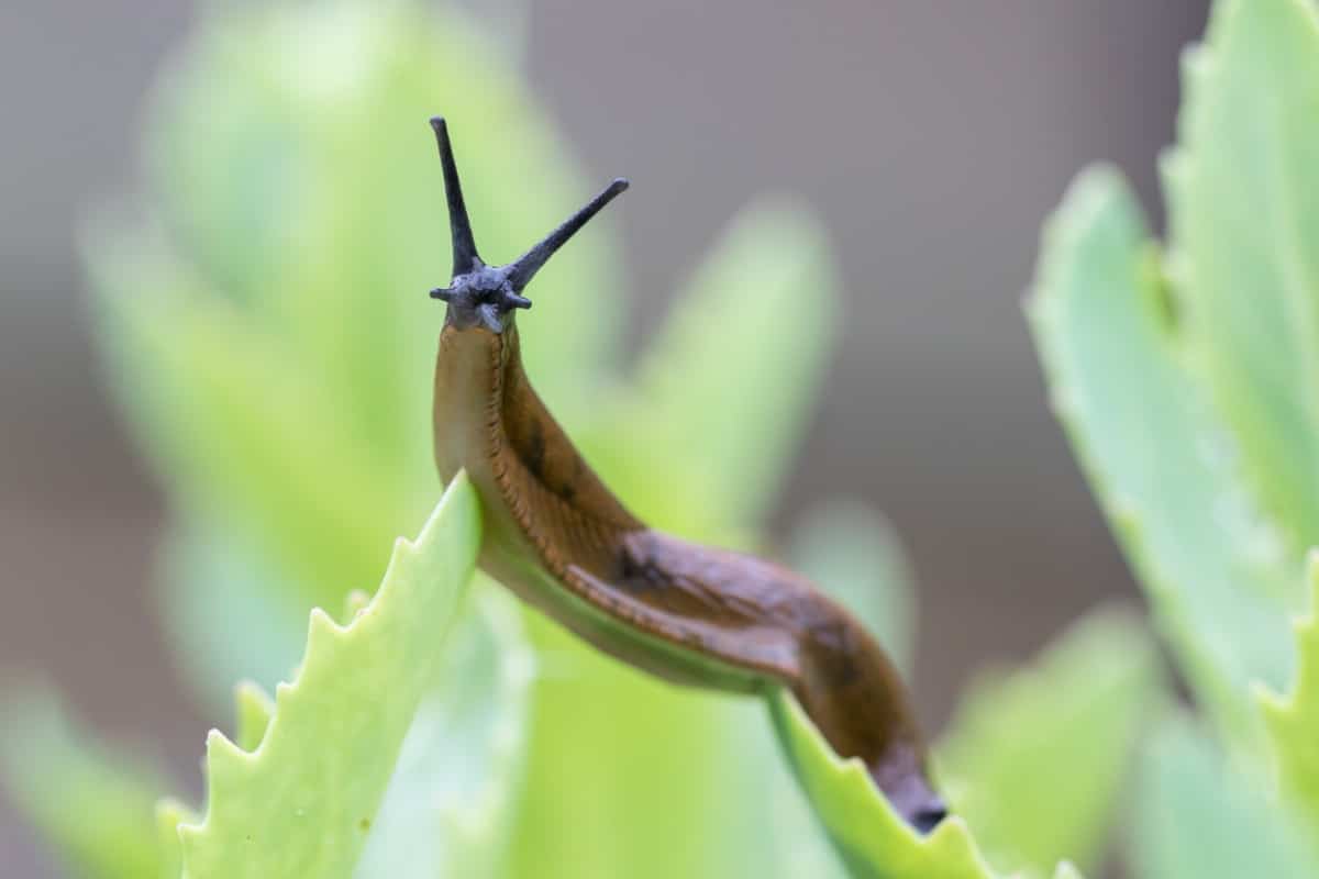 Slug on blade of grass