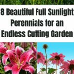 8 Beautiful Full Sunlight Perennials for an Endless Cutting Garden