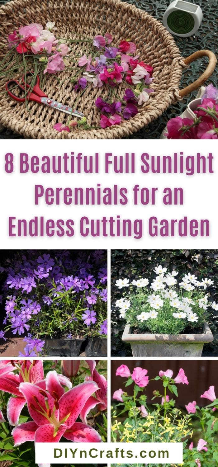 8 Beautiful Full Sunlight Perennials for an Endless Cutting Garden