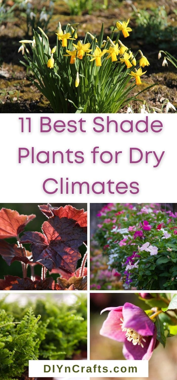 Best Shade Plants for Dry Climates