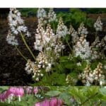 Best Shade Plants for Dry Climates