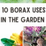 Verwendung von Borax im Garten