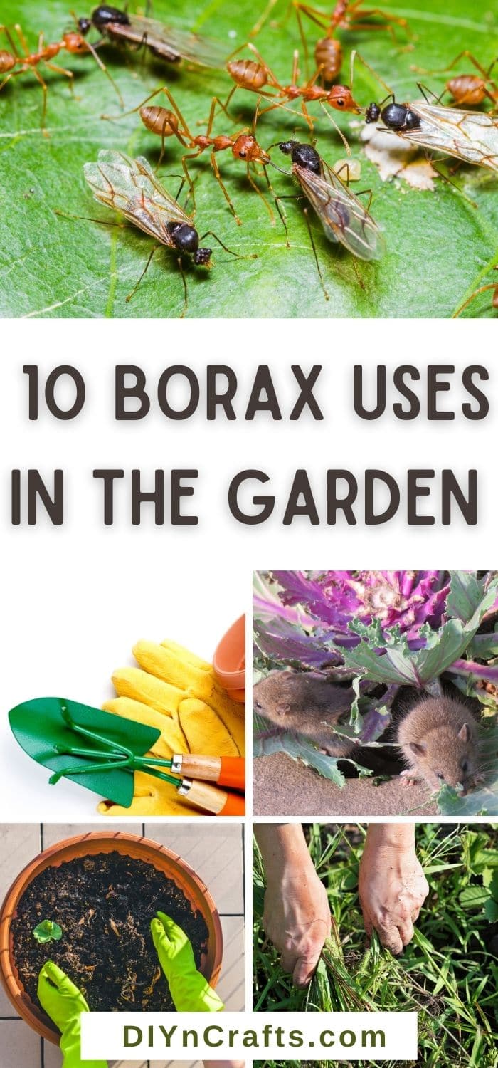 Borax Uses in the Garden