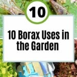 Verwendung von Borax im Garten