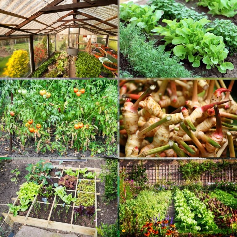 Tips for Planning a Survival Garden