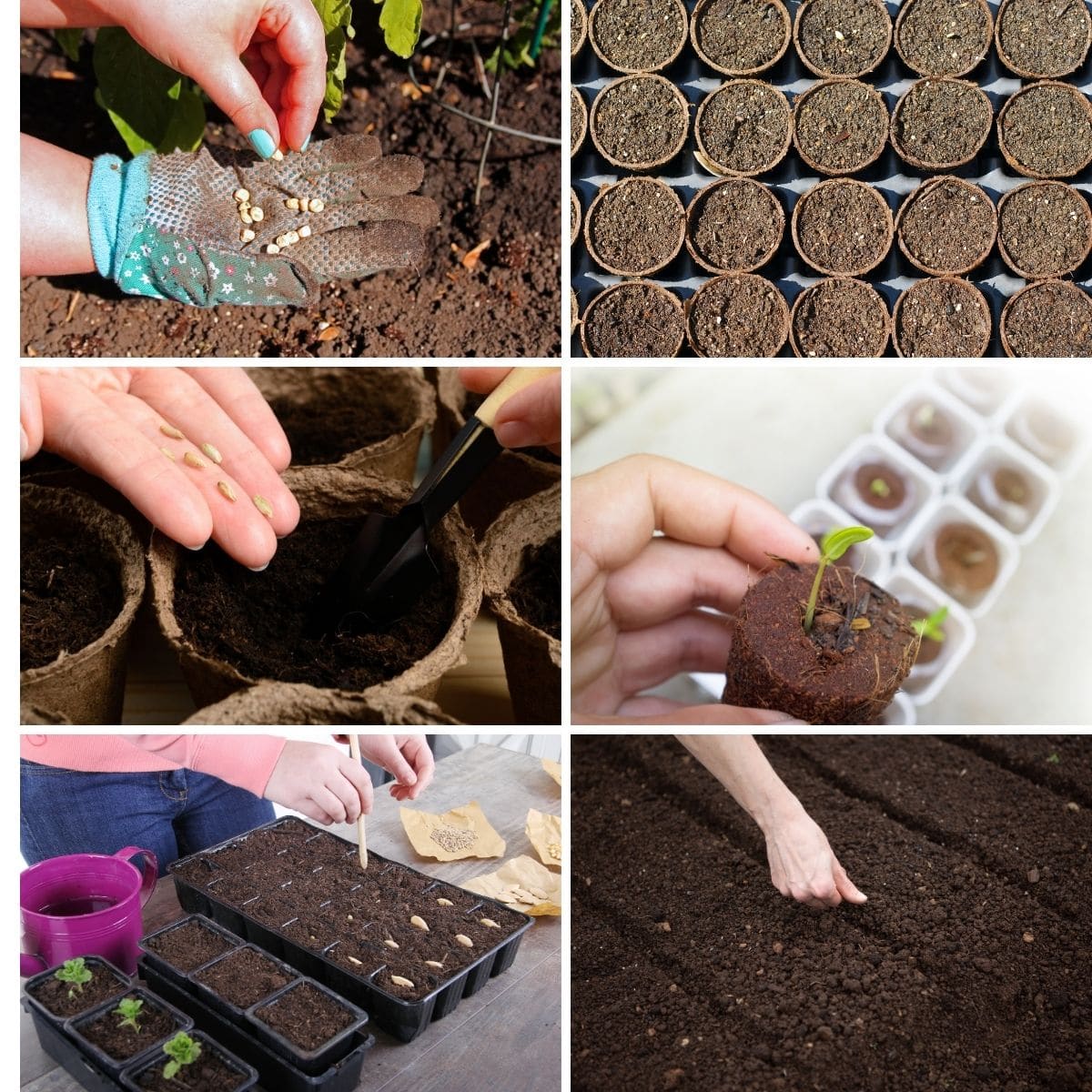 Photo collage featuring germination process from the article.