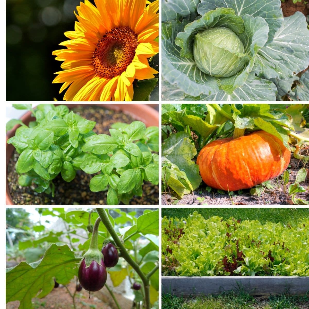 Photo collage featuring non compatible plants from the article.