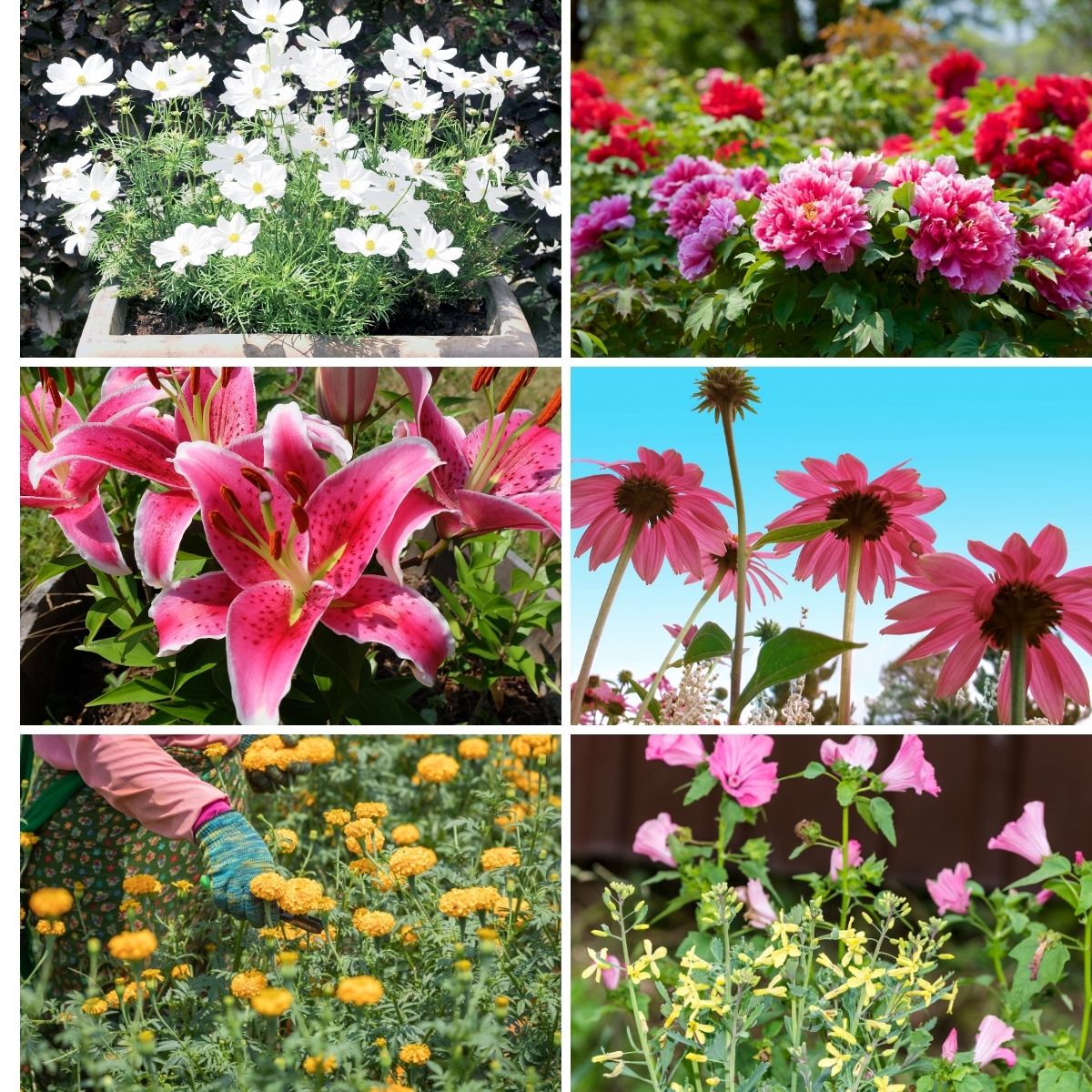Perennial flowers featured in the article.