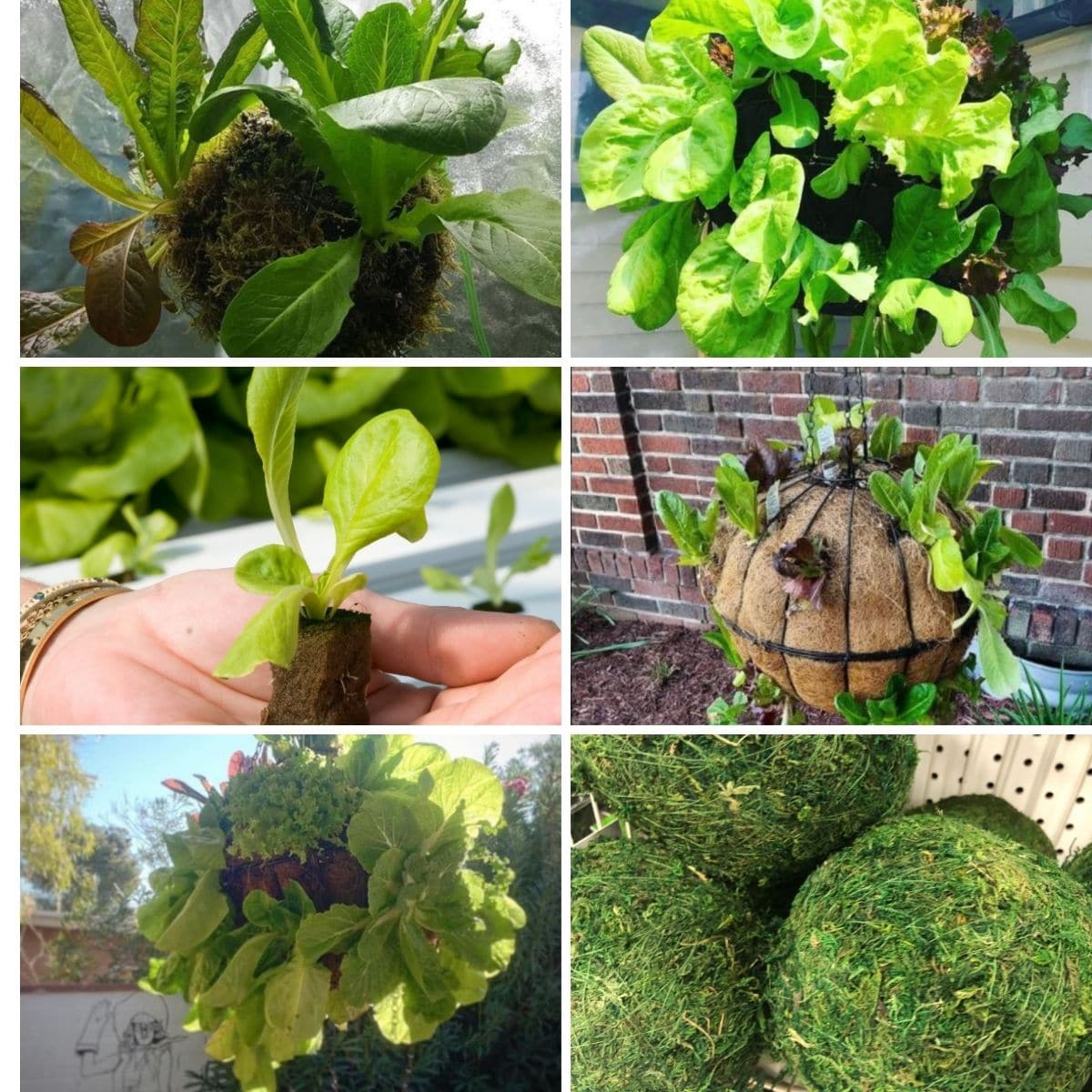 Lettuce globe planter demonstrations in a collage photo.