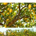 How To Grow a Giant Lemon Tree