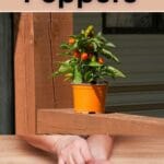 Tipps für den Anbau von Paprika