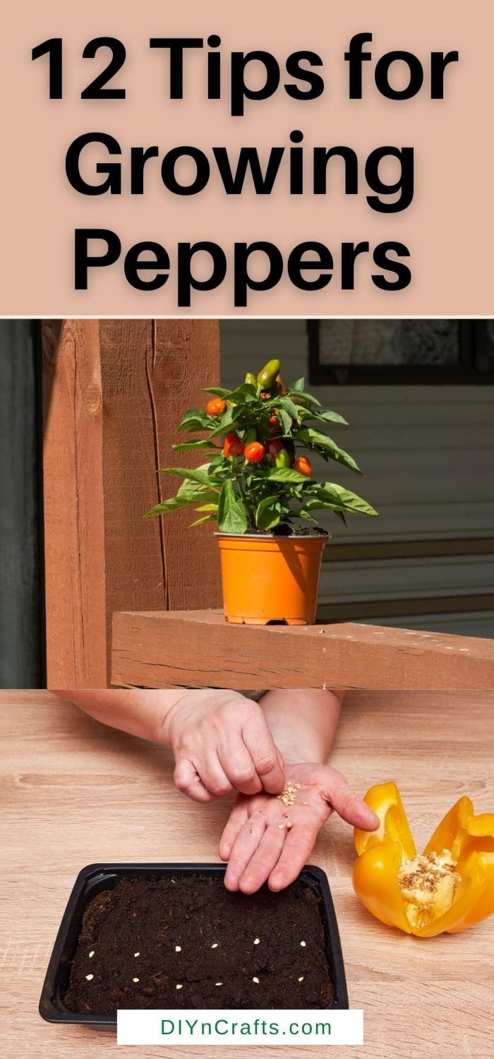12 Tips for Growing Peppers to Maximize Your Harvest - DIY & Crafts