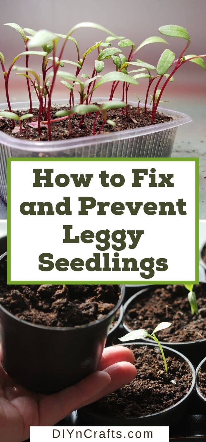 How to Fix and Prevent Leggy Seedlings