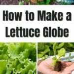Wie man einen Salatkugel macht