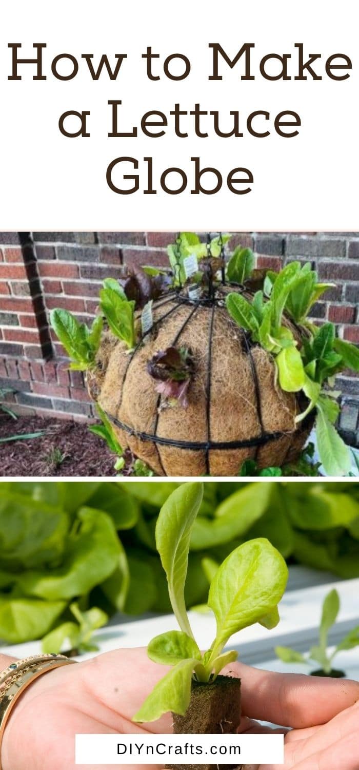 How to Make a Lettuce Globe