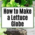 How to Make a Lettuce Globe