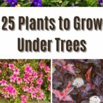 plants to grow under trees