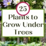 plants to grow under trees
