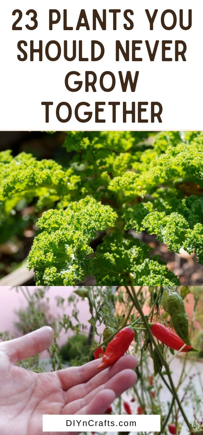 Plants You Should Never Grow Together