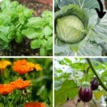 Plants You Should Never Grow Together