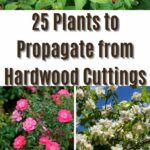 plants to propagate from hardwood cuttings