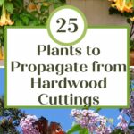 plants to propagate from hardwood cuttings