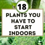 Plants You Have to Start Indoors