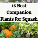 best companion plants for squash