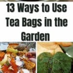 Façons d'utiliser des sachets de thé dans le jardin