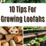 tips for growing loofah
