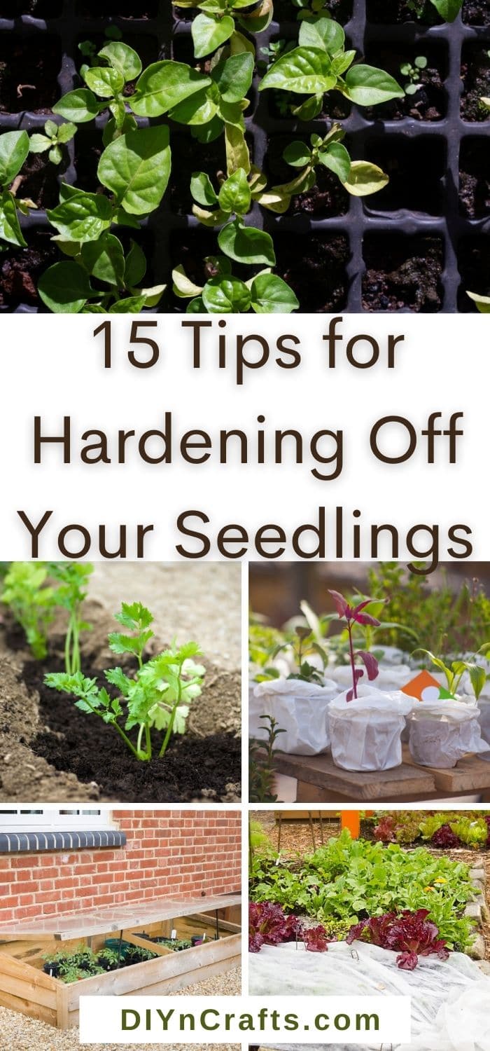 Tips for Hardening Off Your Seedlings