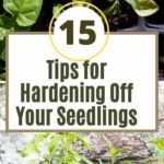 Tips for Hardening Off Your Seedlings
