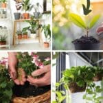Tips for Urban Gardening