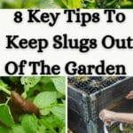 Tipps, um Schnecken aus dem Garten zu halten