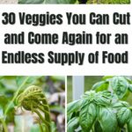 Veggies You Can Cut and Come Again for an Endless Supply of Food