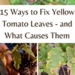 Möglichkeiten, gelbe Tomatenblätter zu reparieren und was sie verursacht
