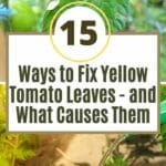 ways to fix yellow tomato leaves and what causes them
