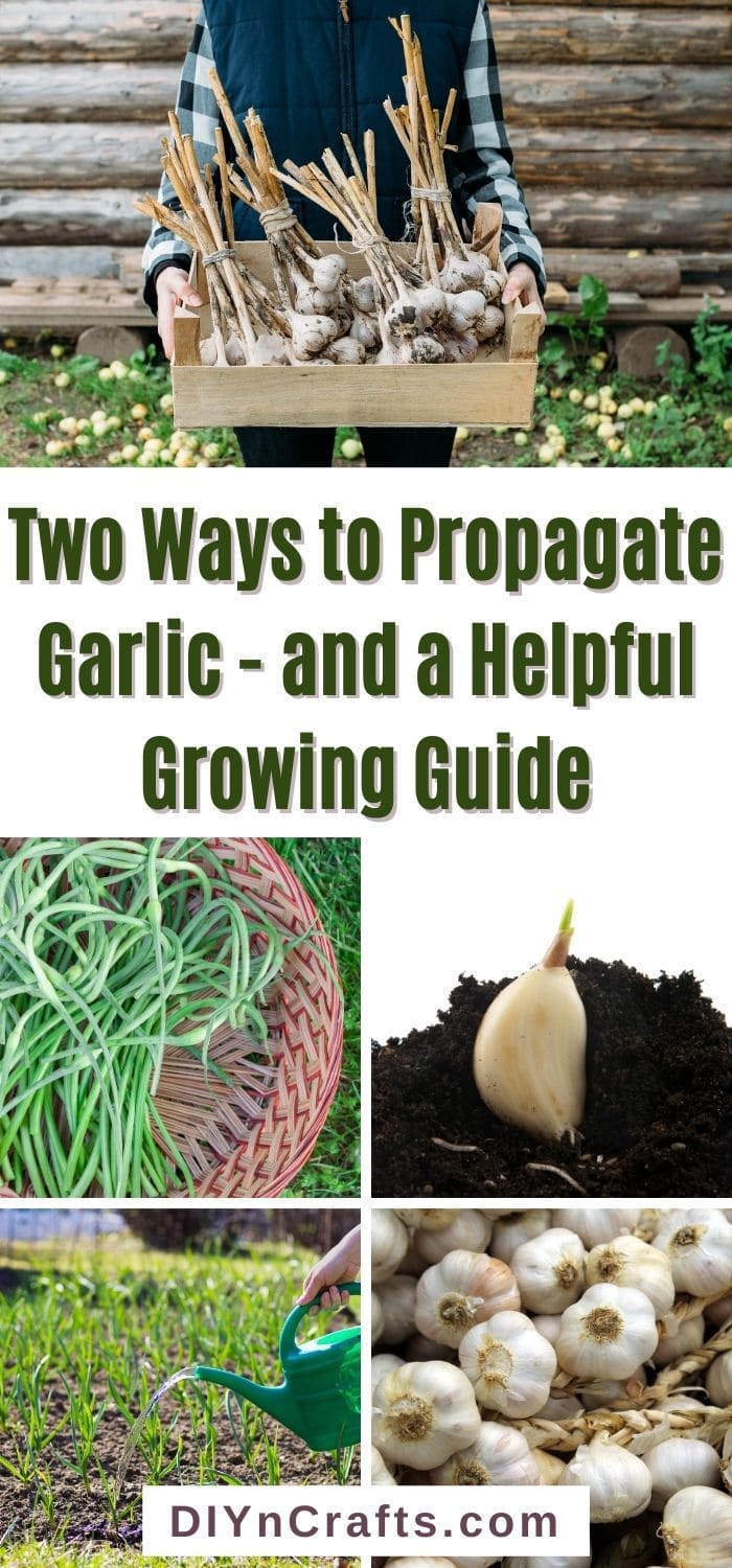 Ways to Propagate Garlic - and a Helpful Growing Guide