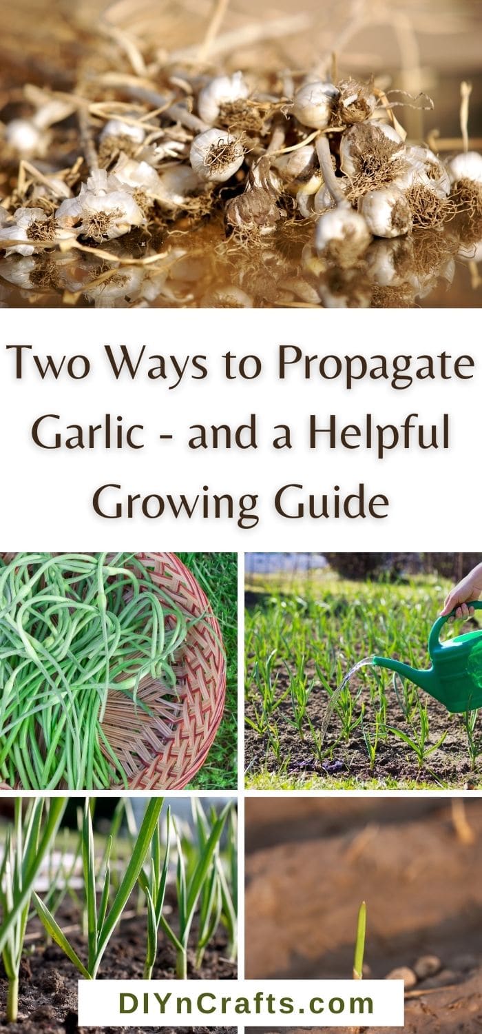 Ways to Propagate Garlic - and a Helpful Growing Guide