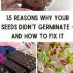 Reasons Why Your Seeds Didn’t Germinate